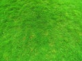 Grass Texture.Natural Green grass texture. Perfect Golf or football field background.Grass Field. Putting, domestic. Royalty Free Stock Photo