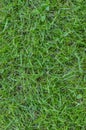 Grass Texture