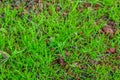 Grass textures, colors such as brown, green, red and ocher are those that predominate, the saturated colors of the grass species Royalty Free Stock Photo