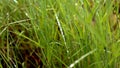 Grass thatch on a beautiful morning.