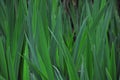 Grass Royalty Free Stock Photo