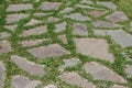 Grass between the tiles of the sidewalk path.