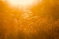 Dry Grass Field In Sunset Sunlight Royalty Free Stock Photo