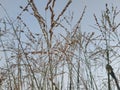 Grass touching the Blue sky