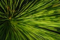 Grass tree