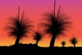 Grass tree or black boy tree at sunset Royalty Free Stock Photo