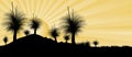 Grass tree or black boy tree at sunset Royalty Free Stock Photo