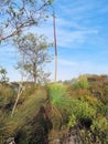Grass tree with a flower stalk xanthorrhoea australis
