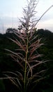 Grass tree in india