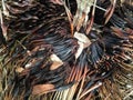 Grass tree remnants after fire Royalty Free Stock Photo