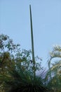 Australia Garden Series - Xanthorrhoea australis - Queens Park Botanical Gardens - Toowoomba