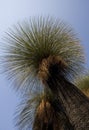 Grass tree