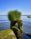 Grass on tree trunk at the Baltic Sea