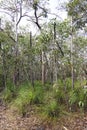 Grass trees in the Australian bush. Royalty Free Stock Photo