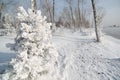 Grass and trees covered with frost Royalty Free Stock Photo