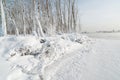 Grass and trees covered with frost Royalty Free Stock Photo