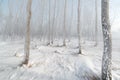 Grass and trees covered with frost Royalty Free Stock Photo