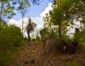 Grass Trees on Mt Tinbeerwah, Sunshine Coast, Queensland, Australia Royalty Free Stock Photo