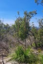 Grass Trees native Australian plant Xanthorrhoea Royalty Free Stock Photo