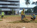 Grass turfing works at open area Royalty Free Stock Photo