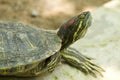 Grass Turtle