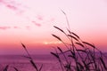 Grass twilight sunset with sea view calm quiet