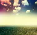 Grass under blue sky. Royalty Free Stock Photo