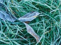 In the grass under the frost lie fallen leaves. The first snow on the grass. Frosty morning - grass and leaves are covered with Royalty Free Stock Photo