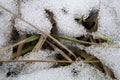 The grass under the snow