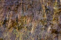 The grass is under water during a flood Royalty Free Stock Photo