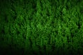 Grass underfoot Abstract top view of lush green artificial texture Royalty Free Stock Photo