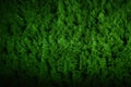 Grass underfoot Abstract top view of lush green artificial texture