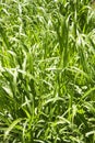 Grass unschooled Royalty Free Stock Photo