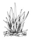 Grass Vector black line art. Drawing of field plant bunch. Outline illustration of meadow herb with dew. Hand drawn