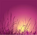 Grass vector silhouette and sunset Royalty Free Stock Photo