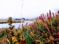 Grass vegetation tajga tundra hanga fog plant leaves