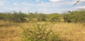 Grass; veld; bushes; thornbush Royalty Free Stock Photo