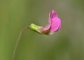 Grass Vetchling Royalty Free Stock Photo