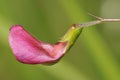 Grass Vetchling Royalty Free Stock Photo