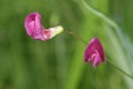 Grass Vetchling Royalty Free Stock Photo