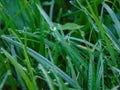 Grass Royalty Free Stock Photo