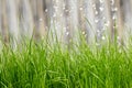Grass water Royalty Free Stock Photo