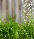 grass water Royalty Free Stock Photo