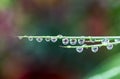 Grass water droplets shot by macro lens with green background Royalty Free Stock Photo