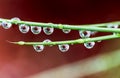 Grass water droplets shot by macro lens with green background Royalty Free Stock Photo