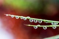 Grass water droplets shot by macro lens with green background Royalty Free Stock Photo