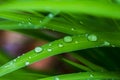 Grass water droplets shot by macro lens with green background Royalty Free Stock Photo
