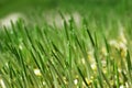 Grass water drops Royalty Free Stock Photo
