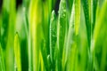 Grass with water drops. Beautiful green wheat germ background Royalty Free Stock Photo