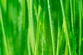 Grass with water drops. Beautiful green wheat germ background Royalty Free Stock Photo